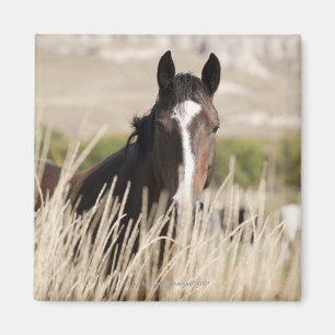 Wilde paarden in South Dakota Magneet