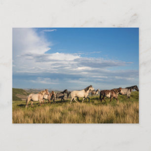 Wilde paarden in Theodore Roosevelt National Park Briefkaart