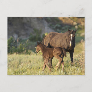 Wilde paarden in Theodore Roosevelt National Park Briefkaart