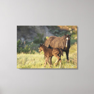 Wilde paarden in Theodore Roosevelt National Park Canvas Afdruk