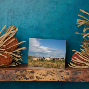 Wilde paarden in Theodore Roosevelt National Park Fotoplaat