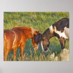 Wilde paarden in Theodore Roosevelt National Park Poster
