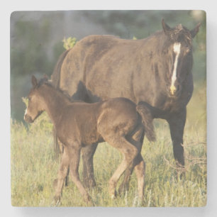 Wilde paarden in Theodore Roosevelt National Park Stenen Onderzetter
