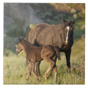 Wilde paarden in Theodore Roosevelt National Park Tegeltje