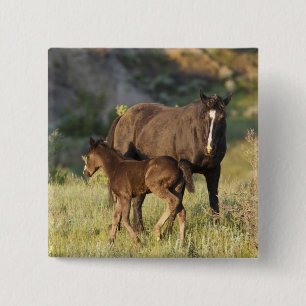 Wilde paarden in Theodore Roosevelt National Park Vierkante Button 5,1 Cm