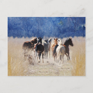 Wilde paarden lopen briefkaart