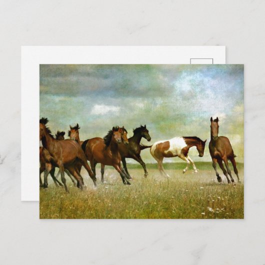 Wilde paarden lopen -  creatieve kunst briefkaart (Voorkant / Achterkant)