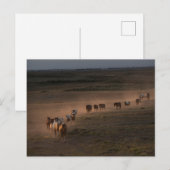 Wilde paarden lopen naar de woestijn briefkaart (Voorkant / Achterkant)