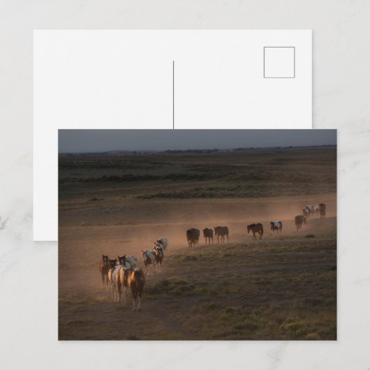 Wilde paarden lopen naar de woestijn briefkaart (Voorkant / Achterkant)