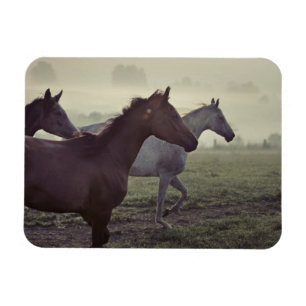 Wilde paarden magneet