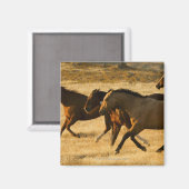 Wilde paarden magneet (Voorkant / Achterkant)