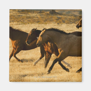 Wilde paarden magneet