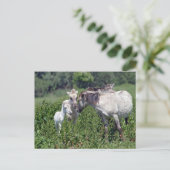 wilde paarden met witte briefkaart (Staand voorkant)