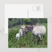 wilde paarden met witte briefkaart (Voorkant / Achterkant)