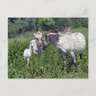 wilde paarden met witte briefkaart