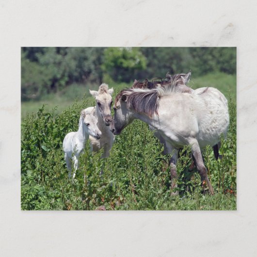 wilde paarden met witte briefkaart (Voorkant)