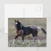 Wilde paarden na een stofbad briefkaart (Voorkant / Achterkant)