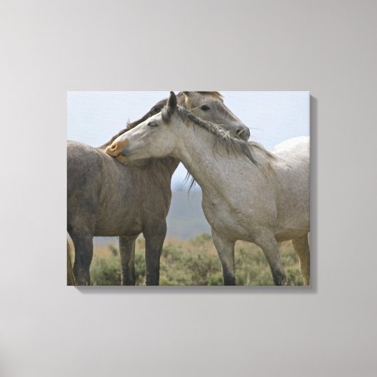 Wilde paarden Nuzzling Canvas Afdruk (Voorkant)