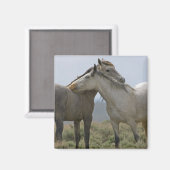 Wilde paarden Nuzzling Magneet (Voorkant / Achterkant)