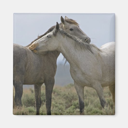 Wilde paarden Nuzzling Magneet (Voorkant)