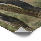 Wilde paarden Nuzzling Poster (Hoek)