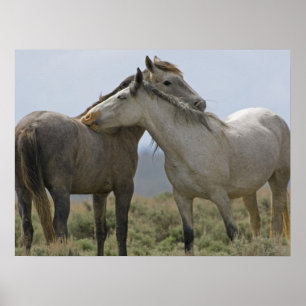 Wilde paarden Nuzzling Poster