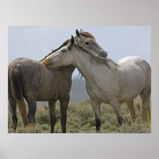Wilde paarden Nuzzling Poster (Voorkant)