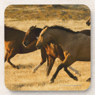 Wilde paarden onderzetter