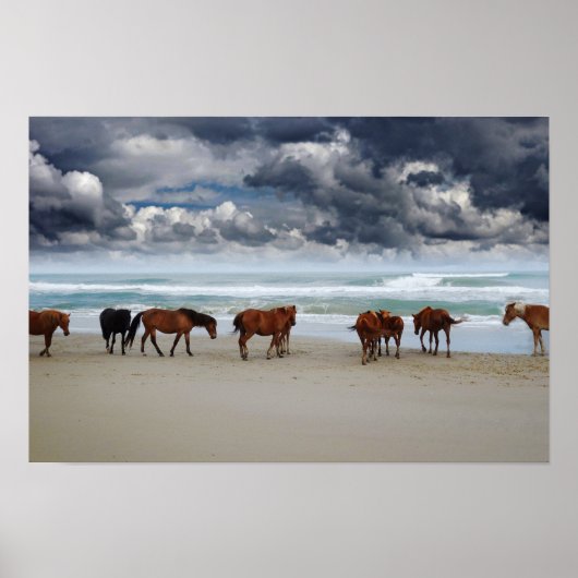 Wilde paarden Outer Banks Corolla NC Poster (Voorkant)