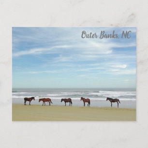 Wilde paarden Outer Banks OBX Corolla NC Briefkaart