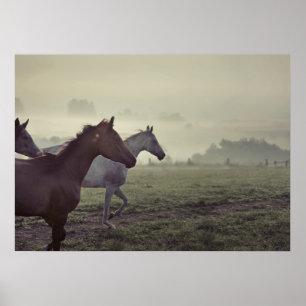 Wilde paarden poster