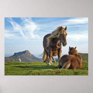 Wilde paarden poster