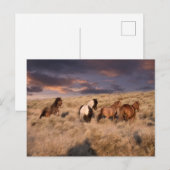 Wilde paarden rennen briefkaart (Voorkant / Achterkant)