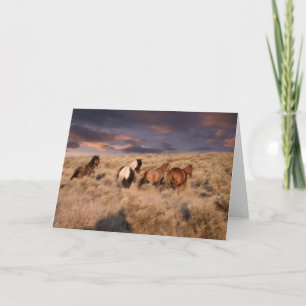 Wilde paarden rennen kaart