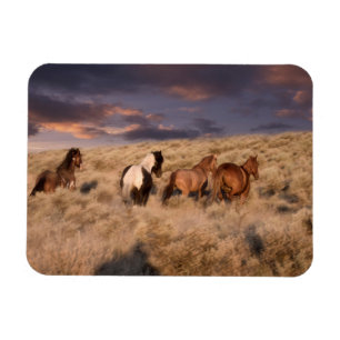 Wilde paarden rennen magneet