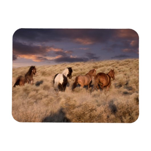 Wilde paarden rennen magneet (Horizontaal)