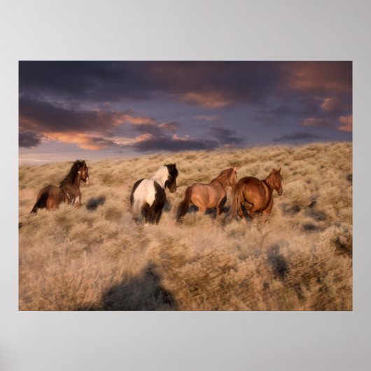 Wilde paarden rennen poster (Voorkant)