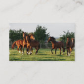 Wilde paarden Rond Visitekaartje (Achterkant)