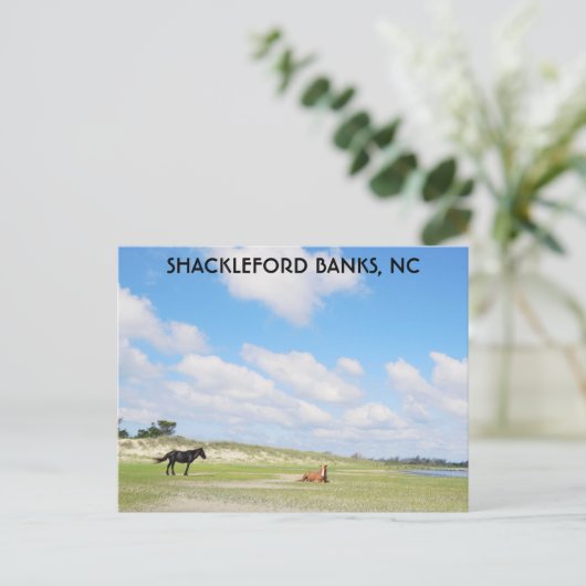 Wilde paarden Shackleford Banks North Carolina Briefkaart (Staand voorkant)