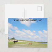 Wilde paarden Shackleford Banks North Carolina Briefkaart (Voorkant / Achterkant)