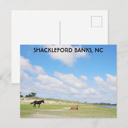 Wilde paarden Shackleford Banks North Carolina Briefkaart (Voorkant / Achterkant)