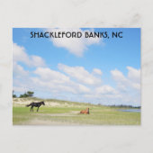 Wilde paarden Shackleford Banks North Carolina Briefkaart (Voorkant)