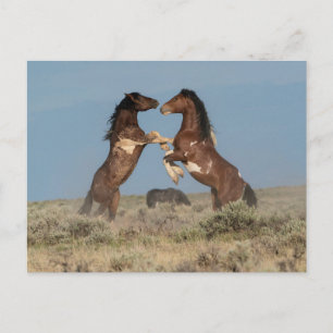 Wilde paarden Stallions vechten Briefkaart