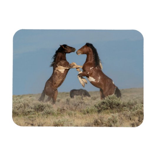 Wilde paarden Stallions vechten Magneet (Horizontaal)