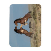 Wilde paarden Stallions vechten Magneet (Verticaal)
