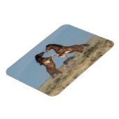 Wilde paarden Stallions vechten Magneet (Linkerzijde)