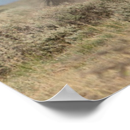 Wilde paarden Stallions vechten Poster (Hoek)