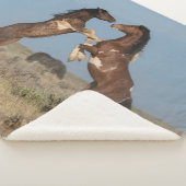 Wilde paarden Stallions vechten Sherpa Deken (3/4)