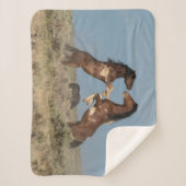 Wilde paarden Stallions vechten Sherpa Deken (Voorkant)