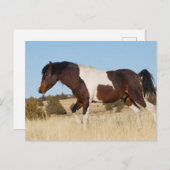 Wilde paarden, Steens-bergen Briefkaart (Voorkant / Achterkant)